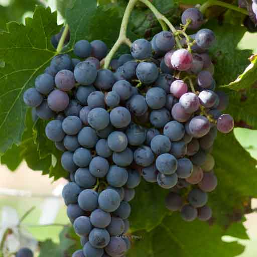 Merlot Trauben