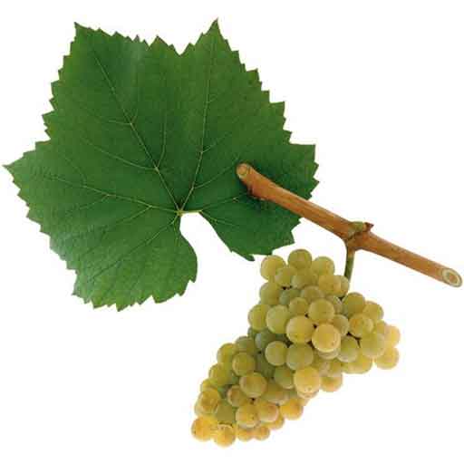 Chardonnay Trauben