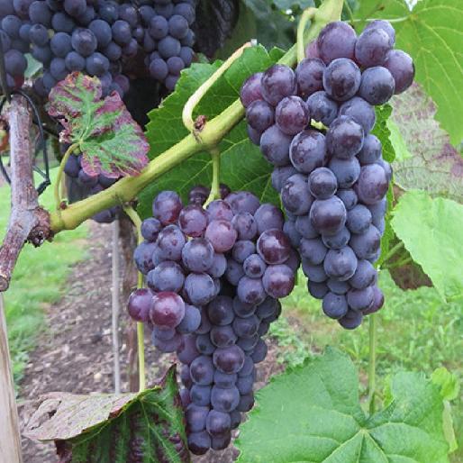 Syrah/Shiraz