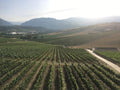 Cantina Zaccagnini