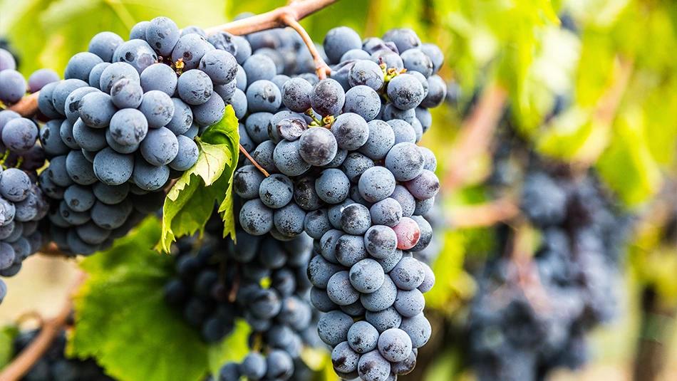 Montepulciano d'Abruzzo
