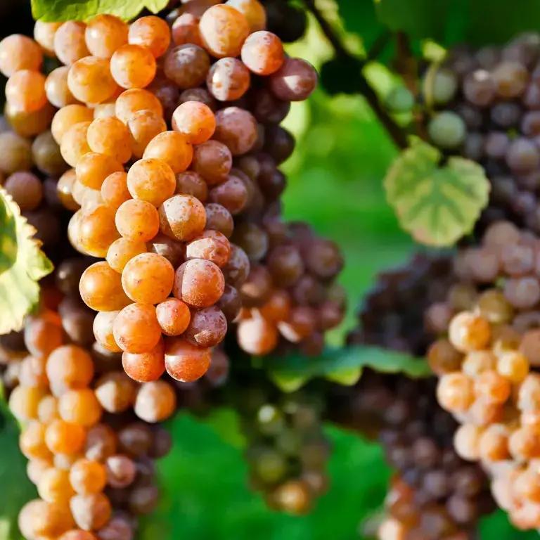 Pinot Grigio