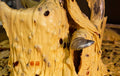 Scarpato
