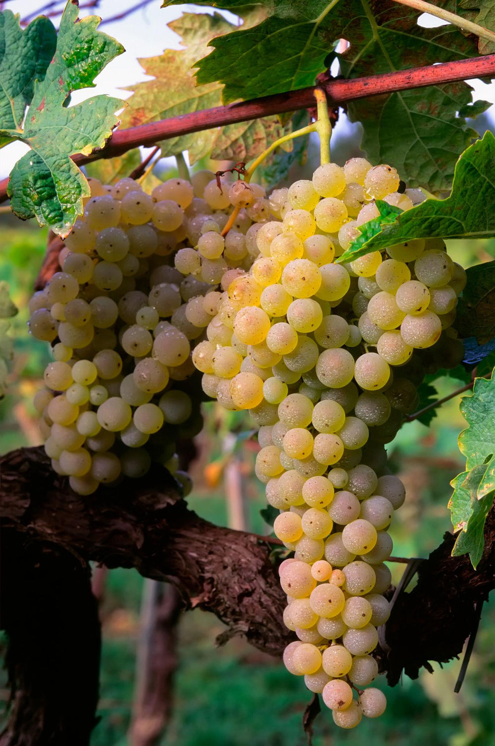 Trebbiano