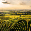 Grüner Veltliner Mitterweg Wagram DAC 75 cl.